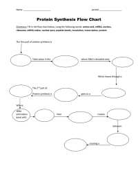 Protein Synthesis Flow Chart