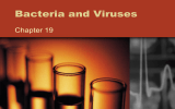Bacteria and Viruses Chapter 19