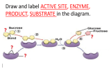 Draw and label in the diagram. ACTIVE SITE, ENZYME, PRODUCT, SUBSTRATE