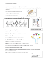 Review for cells and viruses test