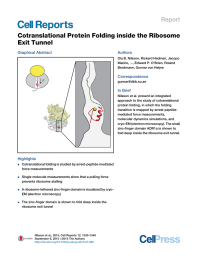Cotranslational Protein Folding inside the Ribosome Exit Tunnel Report Graphical Abstract