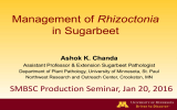 Rhizoctonia in Sugarbeet Ashok K. Chanda Assistant Professor &amp; Extension Sugarbeet Pathologist