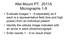 Wet Mount PT:  2011A Micrographs 1-9