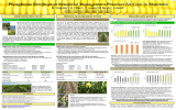 Phosphorus Fertilization Beneficial Management Practices for Corn in Manitoba M. Rogalsky