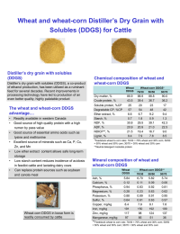Wheat and wheat-corn Distiller’s Dry Grain with Solubles (DDGS) for Cattle
