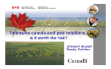 Intensive canola and pea rotations; is it worth the risk? Stewart Brandt