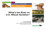 What’s the Buzz on U.S. Wheat Varieties? Pam de Rocquigny Provincial Cereal Crops Specialist