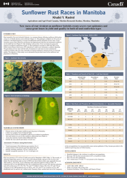 Sunflower Rust Races in Manitoba Khalid Y. Rashid