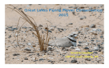 Great Lakes Piping Plover Conservation 2015 Vincent Cavalieri USFWS, East Lansing, MI