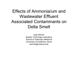 Effects of Ammonia/um and Wastewater Effluent Associated Contaminants on Delta Smelt