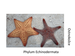 Phylum Echinodermata Os tnok o