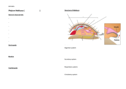 Phylum Mollusca (        ... Animalia  -