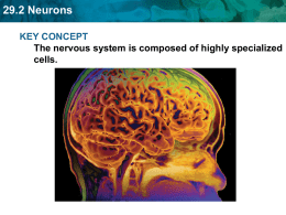 29.2 Neurons KEY CONCEPT The nervous system is composed of highly specialized cells.