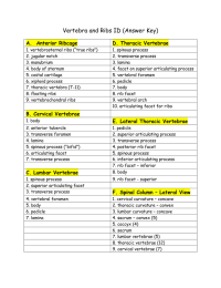 Vertebra and Ribs ID (Answer Key) A.  Anterior Ribcage