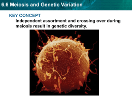 6.6 Meiosis and Genetic Variation KEY CONCEPT meiosis result in genetic diversity.