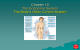Chapter 10 The Endocrine System The Body’s Other Control System