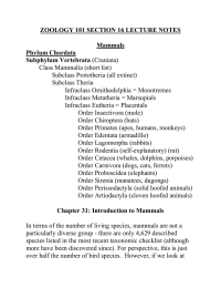 ZOOLOGY 101 SECTION 16 LECTURE NOTES  Mammals Phylum Chordata