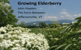 Growing Elderberry John Hayden The Farm Between Jeffersonville, VT