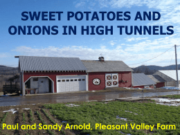 SWEET POTATOES AND ONIONS IN HIGH TUNNELS