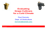 Evaluating Grape Cultivars for a Cold Climate Paul Domoto