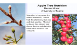 Apple Tree Nutrition Renae Moran University of Maine